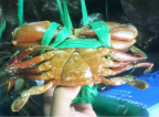 Yếm vuông thịt